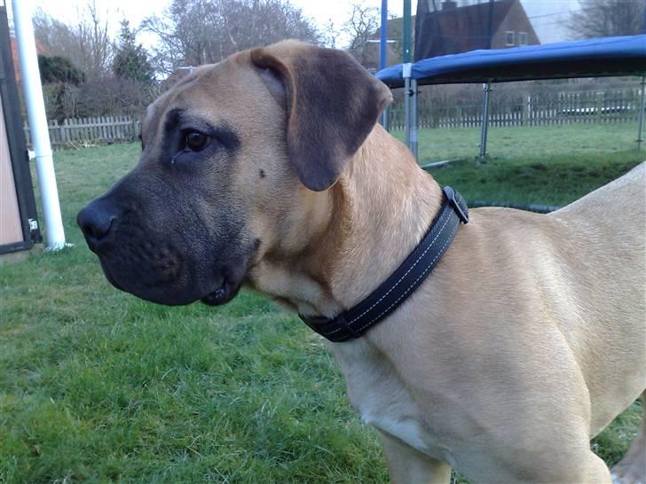 Boerboel -Rathmann- Gustav. - 6 Måneder billede 12