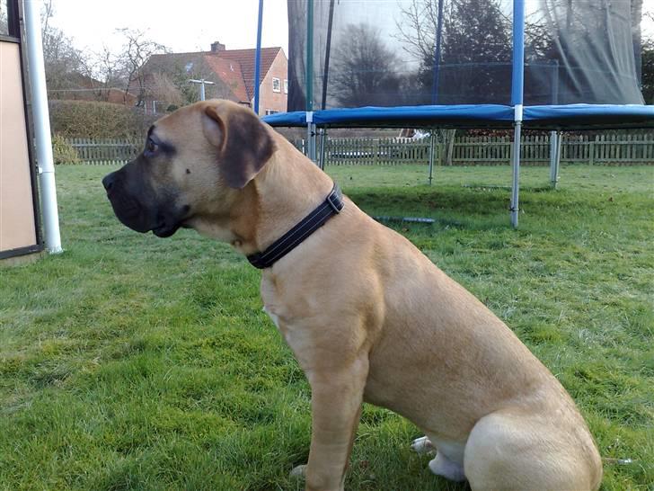 Boerboel -Rathmann- Gustav. - 6 Måneder billede 15
