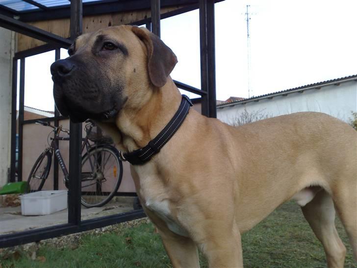 Boerboel -Rathmann- Gustav. - 6 Måneder billede 16