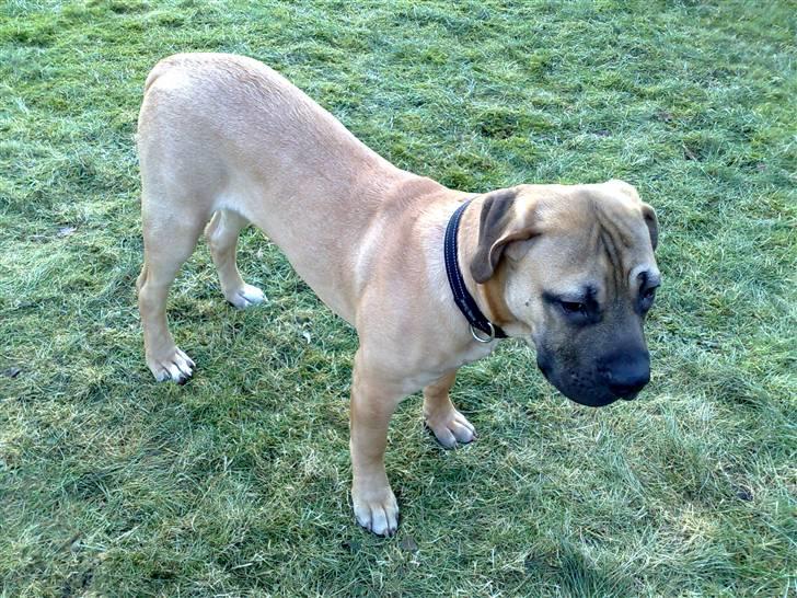 Boerboel -Rathmann- Gustav. - 6 Måneder billede 17