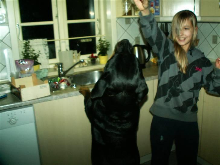 Rottweiler Dikadiabolos Ukita R.I.P billede 20