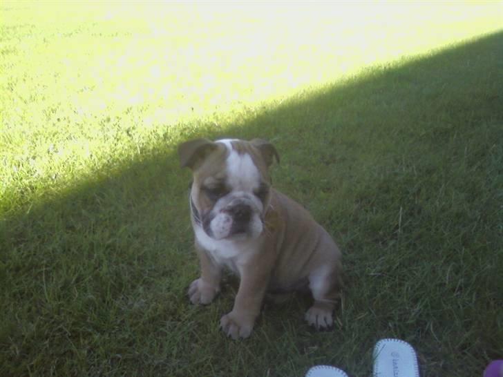 Engelsk bulldog coco - de fede må svede og de tyk må gå i skyg:) billede 1