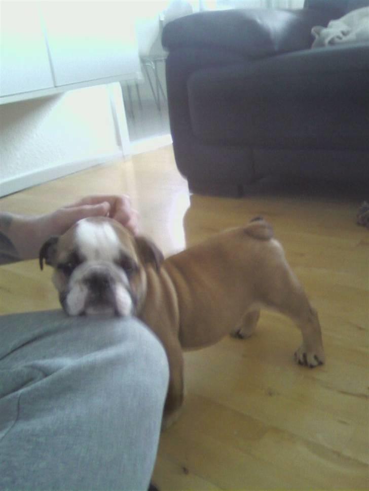 Engelsk bulldog coco - kælepot :) billede 2