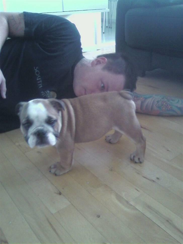 Engelsk bulldog coco - far og søn :) billede 3