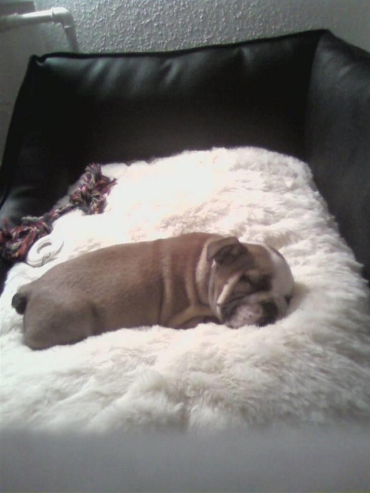 Engelsk bulldog coco - hans første søvn i sin kurv ;) billede 4