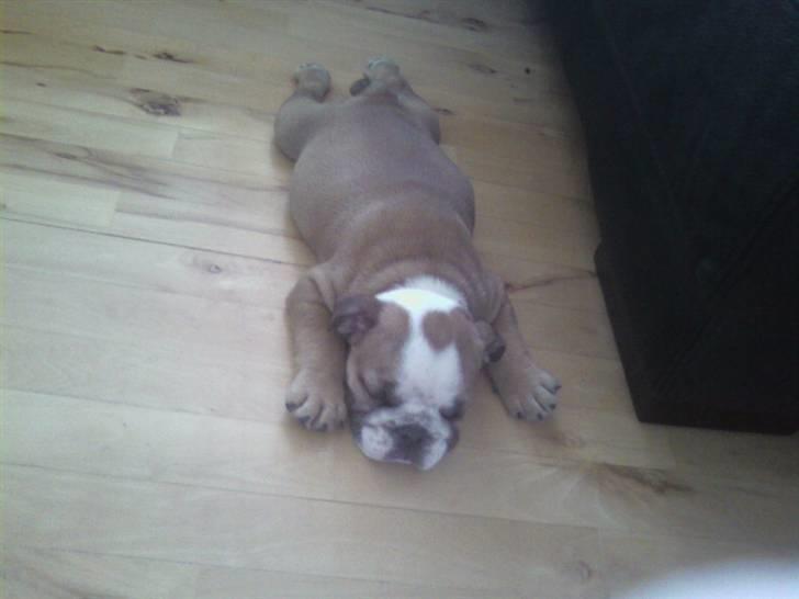 Engelsk bulldog coco - vores putte trold billede 5