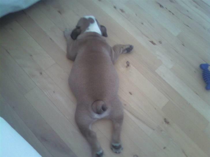 Engelsk bulldog coco - frøen :) billede 6