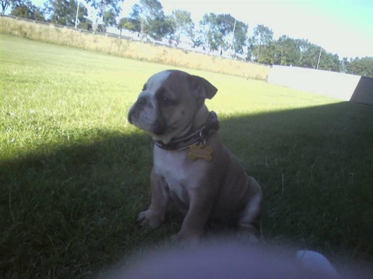 Engelsk bulldog coco - vores guldklump billede 7