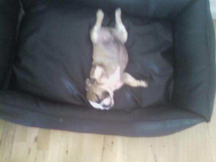 Engelsk bulldog coco - lille grill kylling ;) billede 8