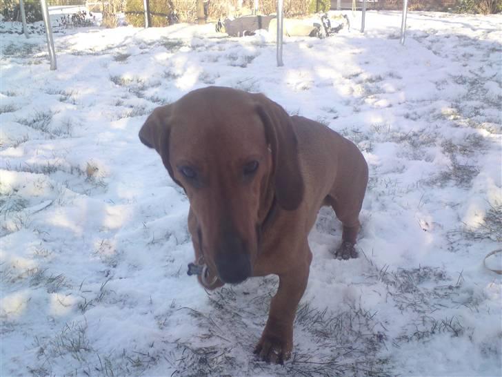 Gravhund Tips Mouton Cadet - RIP - I sneen 08 xb billede 12