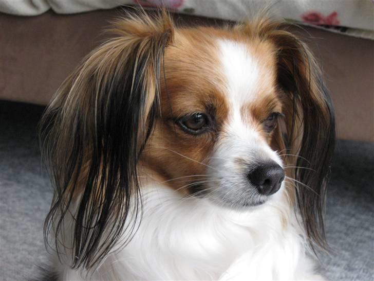 Phalene ofelia - Hej jeg hedder Ofelia er jeg ikke smuk billede 1