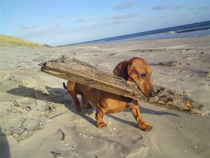 Gravhund Tips Mouton Cadet - RIP - Ekstrem stor pind dx billede 13