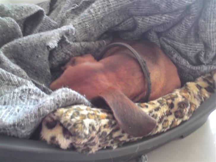 Gravhund Tips Mouton Cadet - RIP - Så træt man er (: billede 14