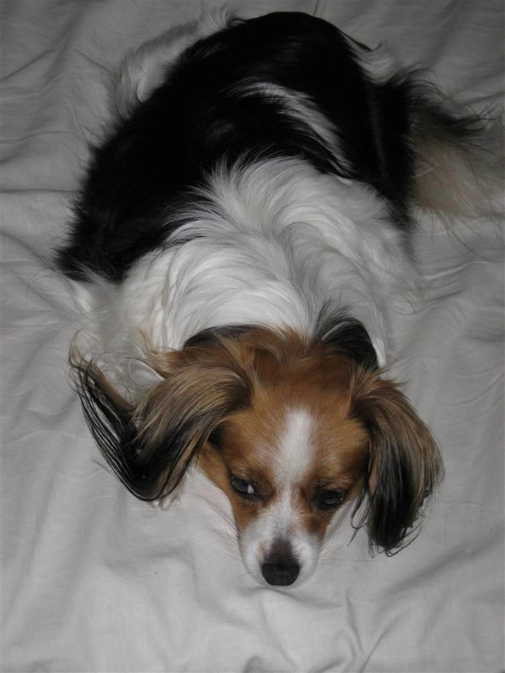 Phalene ofelia billede 2