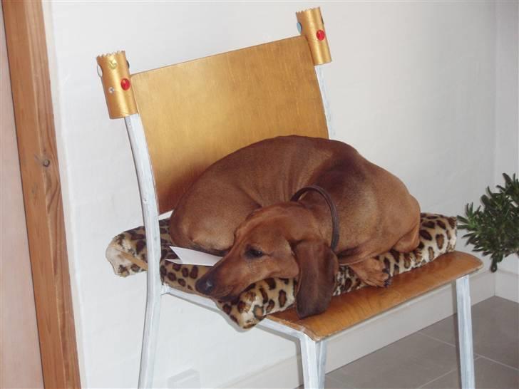 Gravhund Tips Mouton Cadet - RIP - Kongestol min lillebror har lavet, blev seng for en træt hund xb billede 15