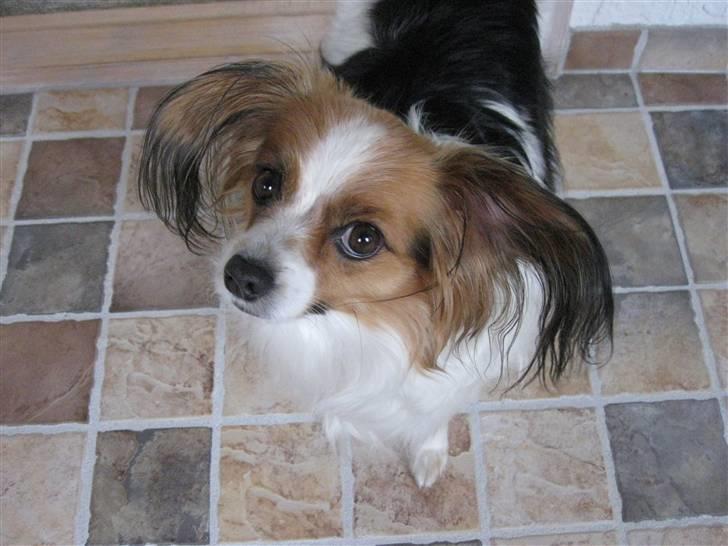 Phalene ofelia - sagde du gå tur billede 3