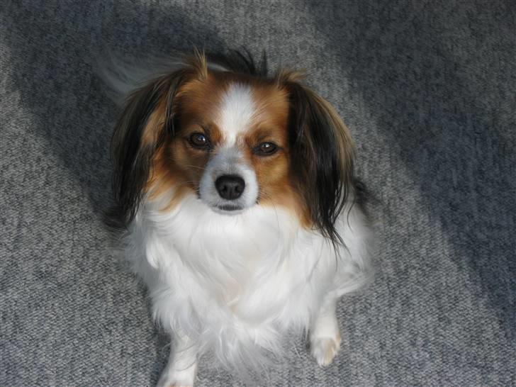 Phalene ofelia billede 4