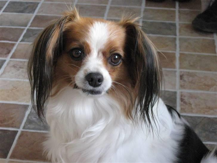 Phalene ofelia billede 5