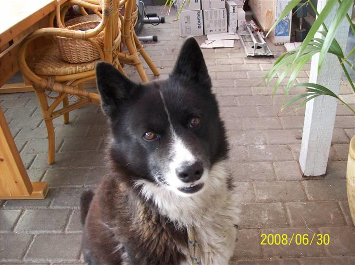 Karelsk bjørnehund Misko - uhhh.... jeg er dejlig! billede 14