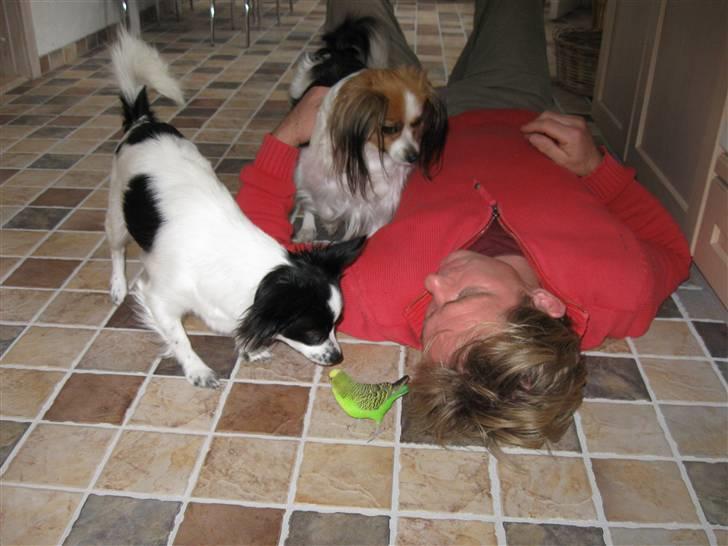 Phalene ofelia billede 6