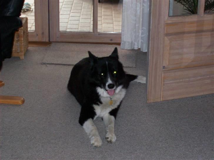 Karelsk bjørnehund Misko - jeg er bar træt nu billede 16