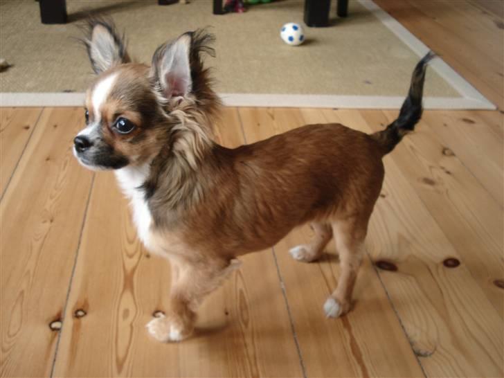 Chihuahua <3 Darwin <3 - Så vaks han er:) billede 12