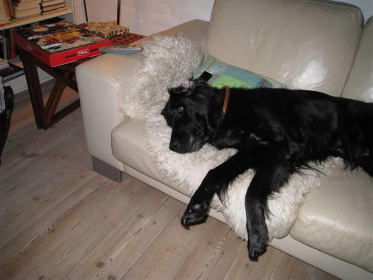 Flat coated retriever Smilla R.I.P <3.. - smilla i sofaen billede 12