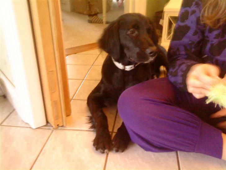 Blanding af racer Molly *solgt* billede 7