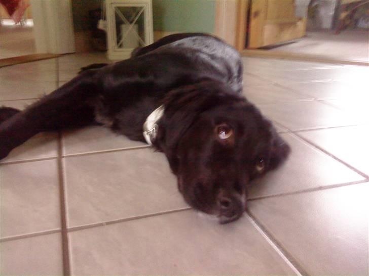 Blanding af racer Molly *solgt* billede 8