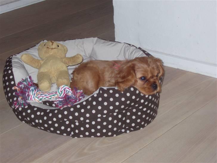 Cavalier king charles spaniel Centa  billede 1