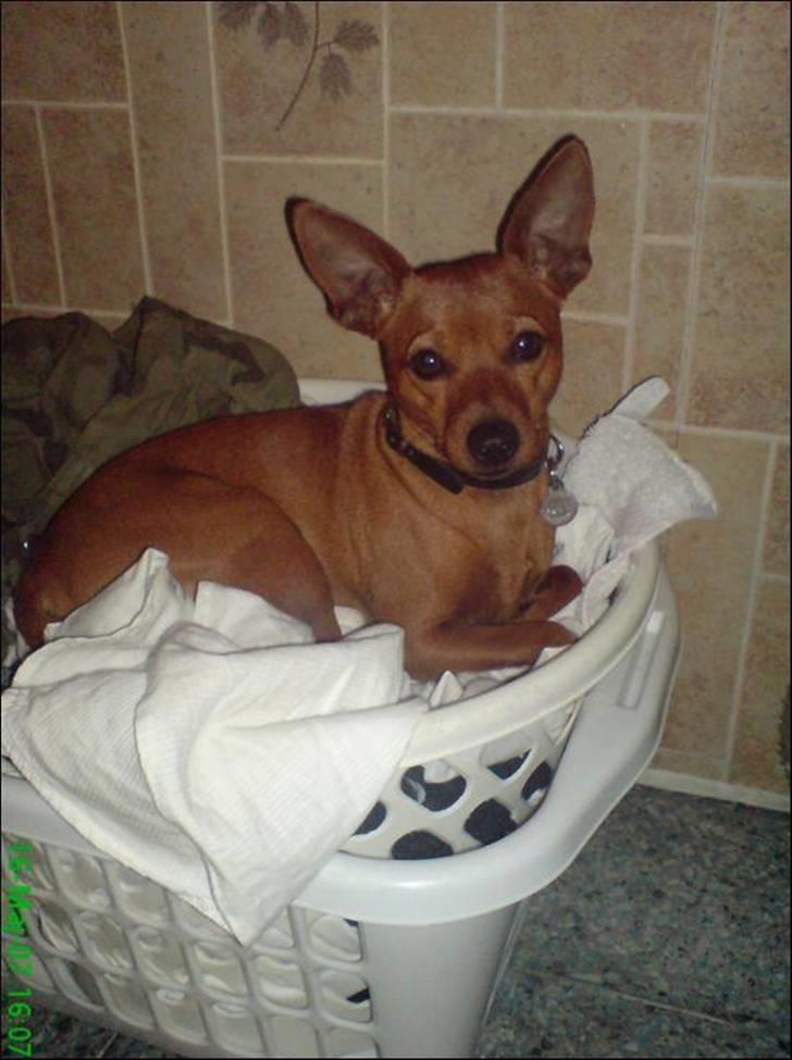 Dvaergpinscher Sylvester billede 20