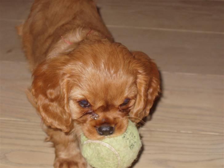 Cavalier king charles spaniel Centa  billede 2