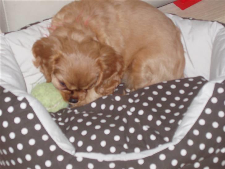 Cavalier king charles spaniel Centa  billede 3