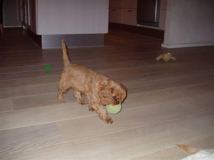 Cavalier king charles spaniel Centa  billede 4