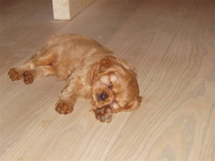 Cavalier king charles spaniel Centa  billede 5