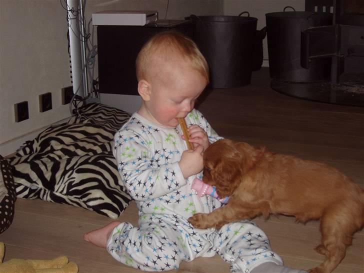 Cavalier king charles spaniel Centa  billede 6