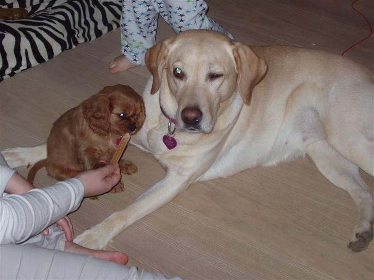 Cavalier king charles spaniel Centa  billede 7