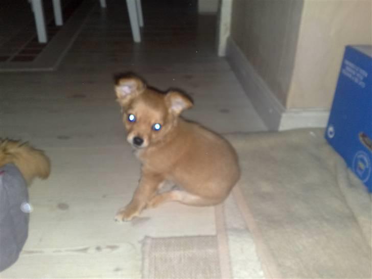 Chihuahua Møffe Lilo Muz billede 1