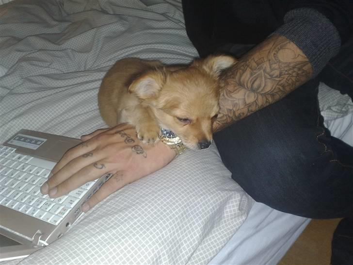 Chihuahua Møffe Lilo Muz billede 2
