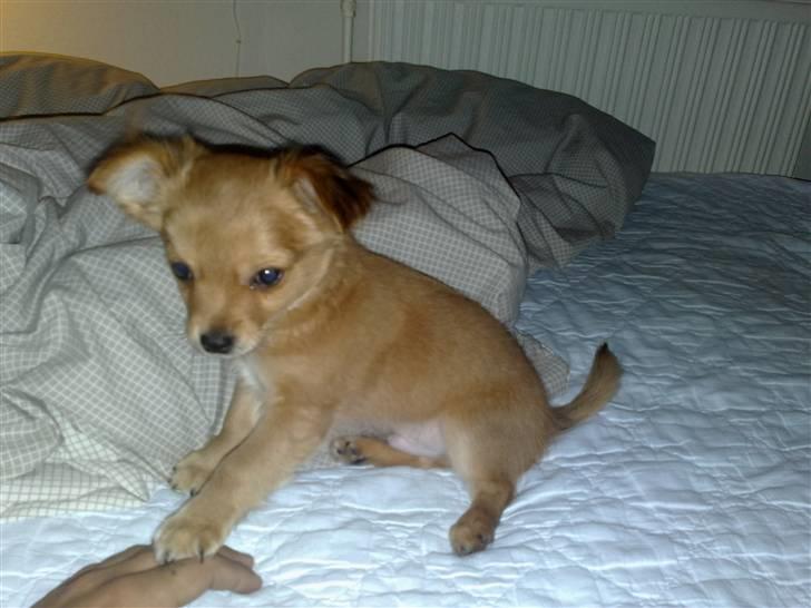 Chihuahua Møffe Lilo Muz billede 3