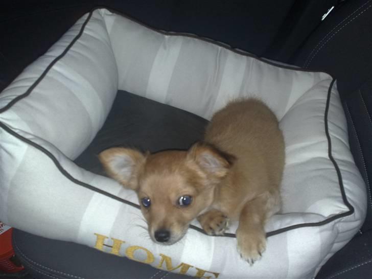 Chihuahua Møffe Lilo Muz billede 4