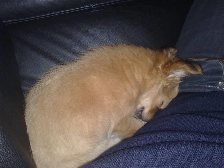 Chihuahua Møffe Lilo Muz billede 5