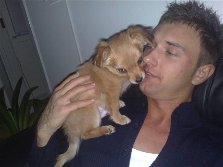 Chihuahua Møffe Lilo Muz billede 6