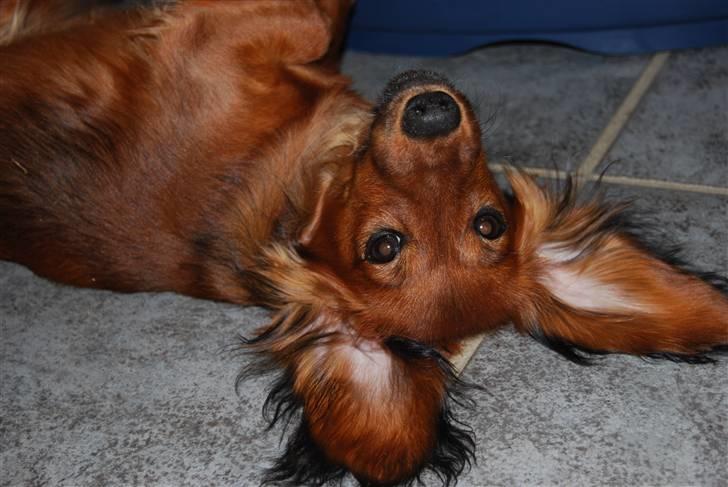 Dværggravhund Mille billede 1