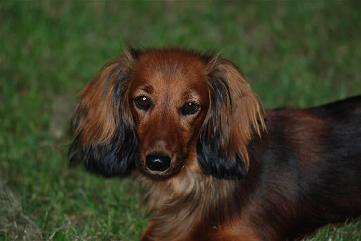 Dværggravhund Mille billede 2