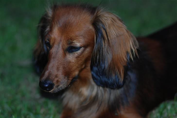 Dværggravhund Mille billede 3