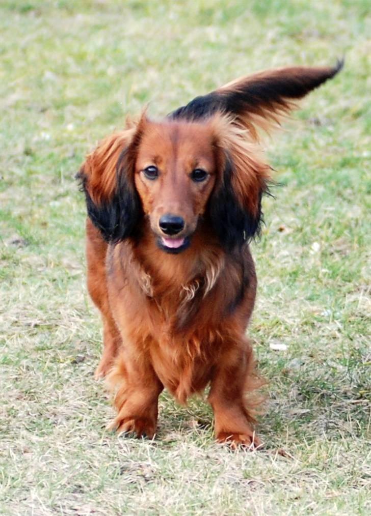 Dværggravhund Mille billede 4