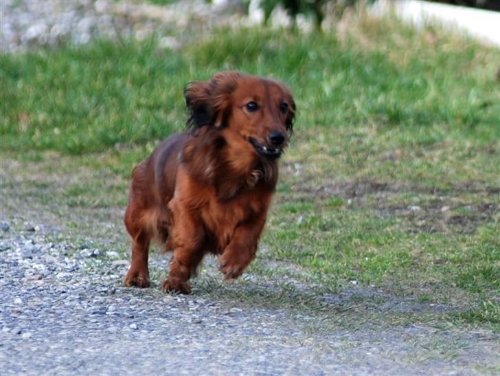 Dværggravhund Mille billede 5