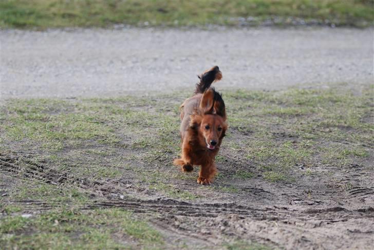 Dværggravhund Mille billede 6