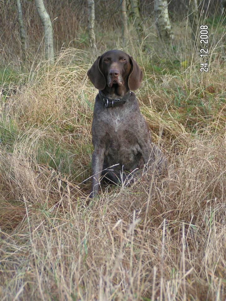 Korthåret hønsehund bonni *rip* - velkommen til min profil <3  billede 1